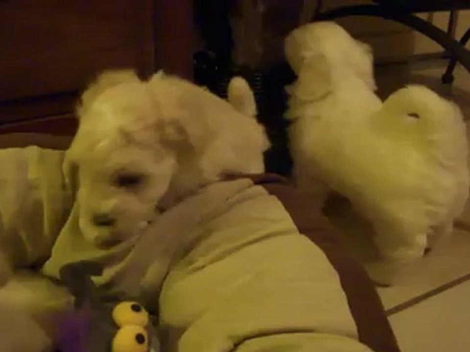 wendy et ses trois bébés enfin en liberté.