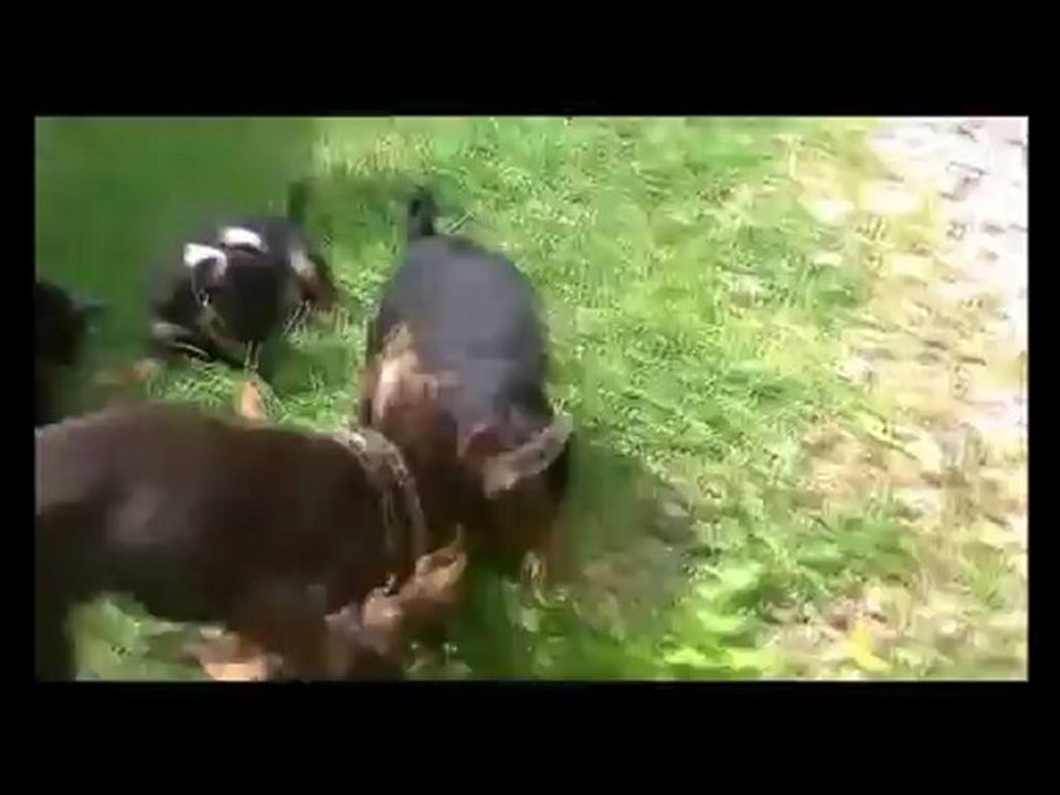 diaporama, video sortie jardin, jeux courses cavalier king Charles et ratiers de Prague