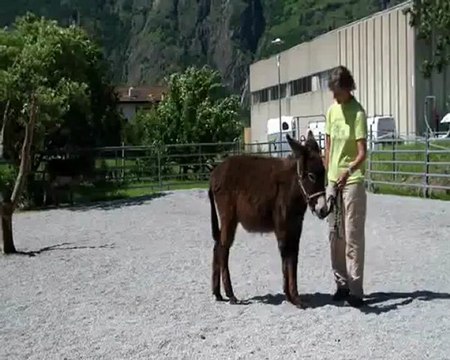Barnabé déplacement des hanches et des épaules_0001