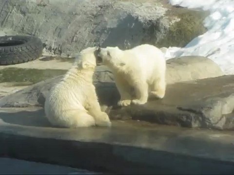 умки играют