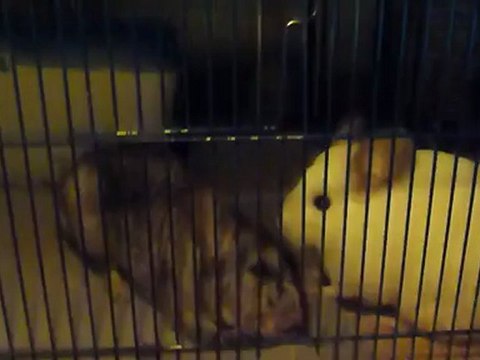 Crépage de chignon Miel Pops et Praline