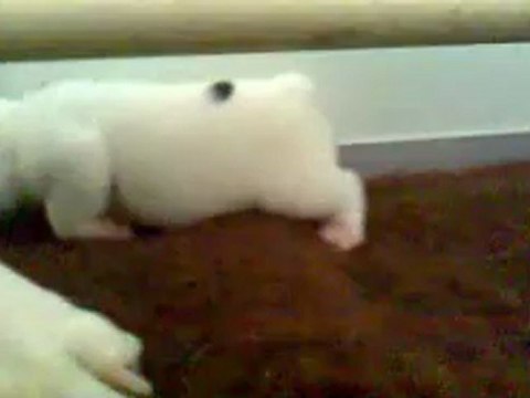 chiots bouledogues français