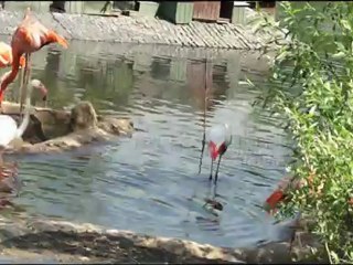 купание и драка