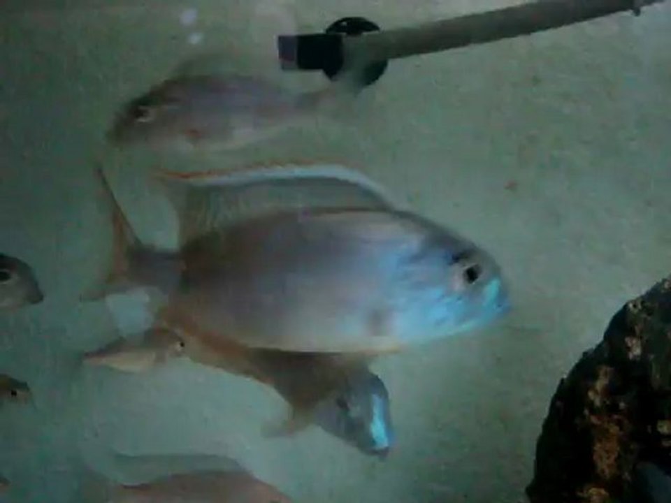 Tramitichromis lituri Mdoka