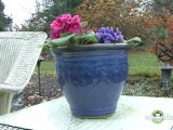 Potted Plant Care For Winter