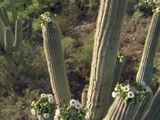 Bolygónk a Föld - David Attenborough 5/11