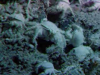 Bolygónk a Föld - David Attenborough 11/11