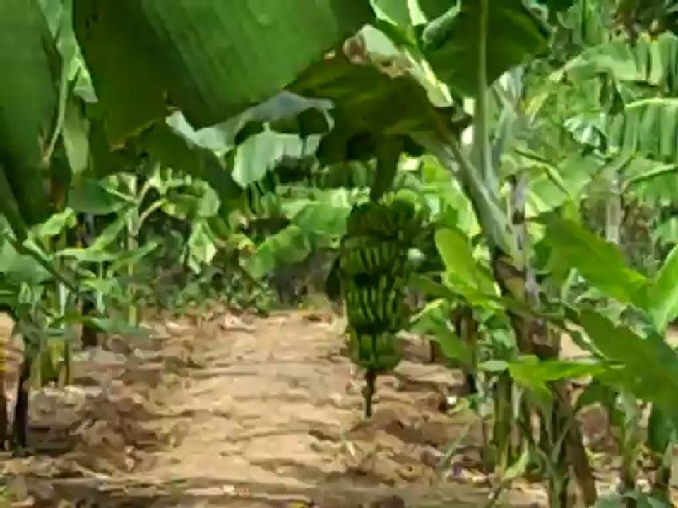 A Walk through the GLO to the new school