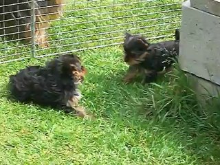 HERMES & HINDY jouent ensemble