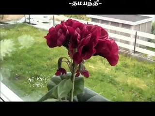 பொழுது புலர்ந்து மறைவதற்குள்