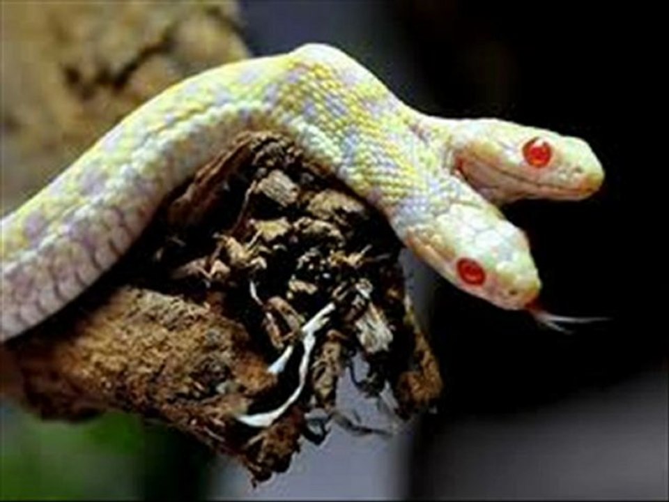 GARTER SNAKE  [ HD] movie online free
