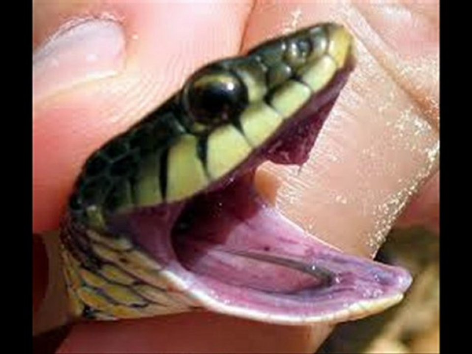 GARTER SNAKE  Full Movie Online[HD]