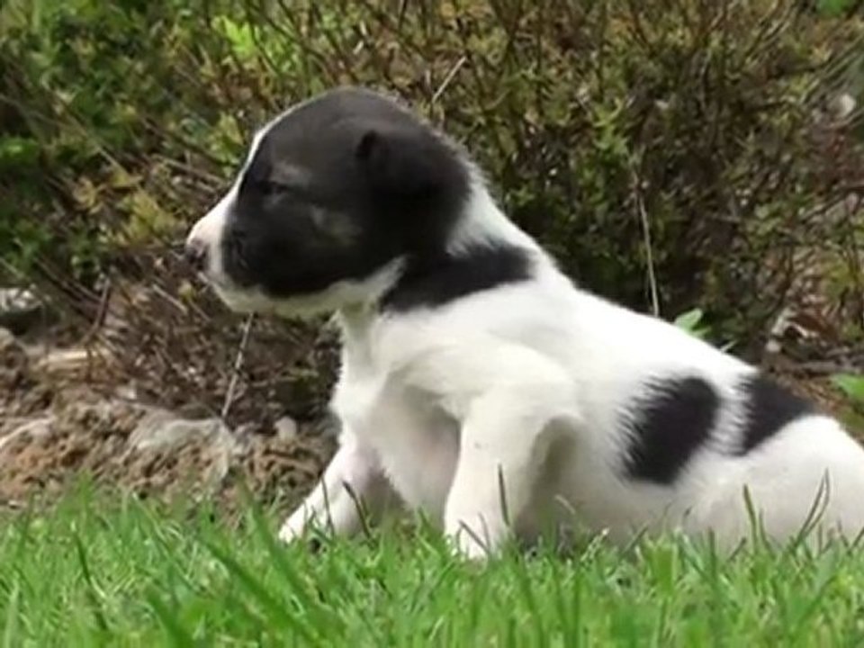 Chiots de Sofia et de Thor à 15 jours. Puppies alaskan norrland husky