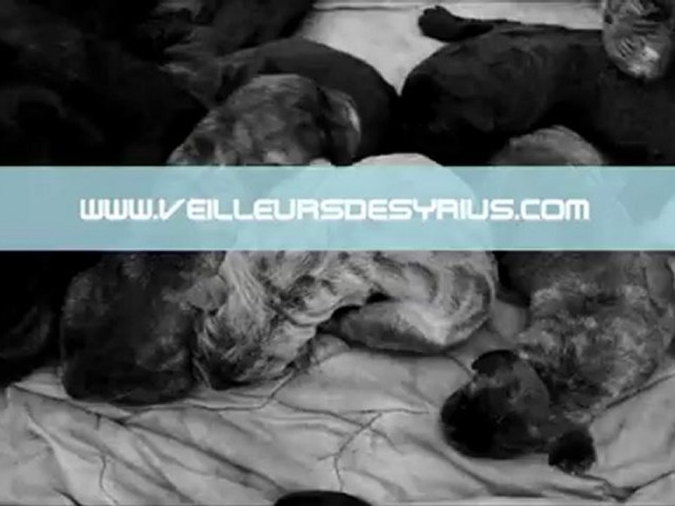 CHIOTS CANE CORSO LOF DES VEILLEURS DE SYRIUS