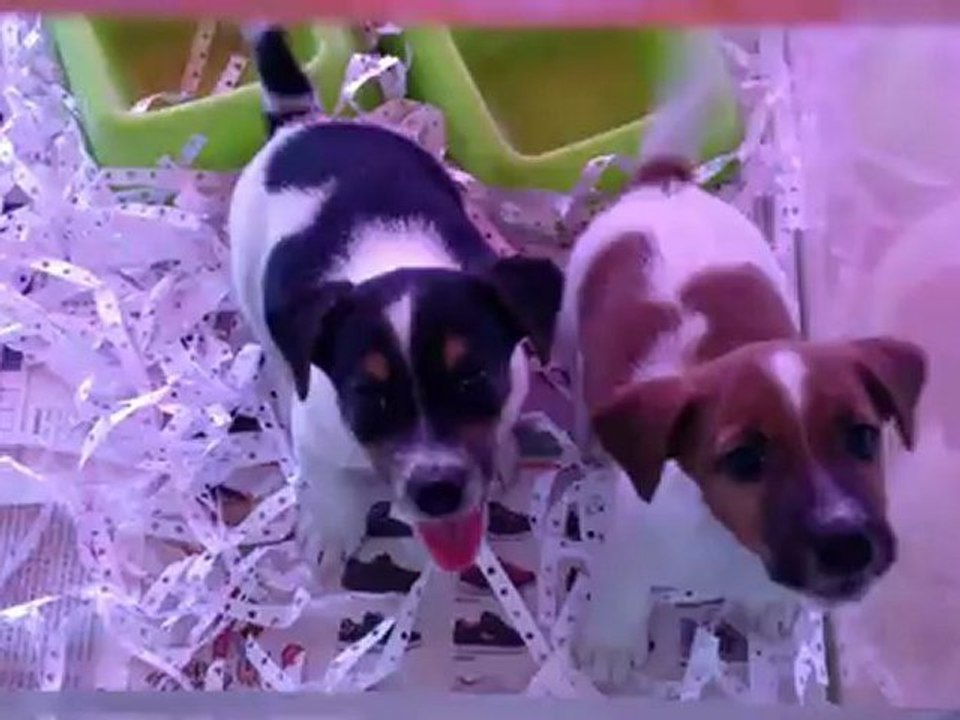kisa bacak jack russel terrier yavrulari 0533 397 45 77