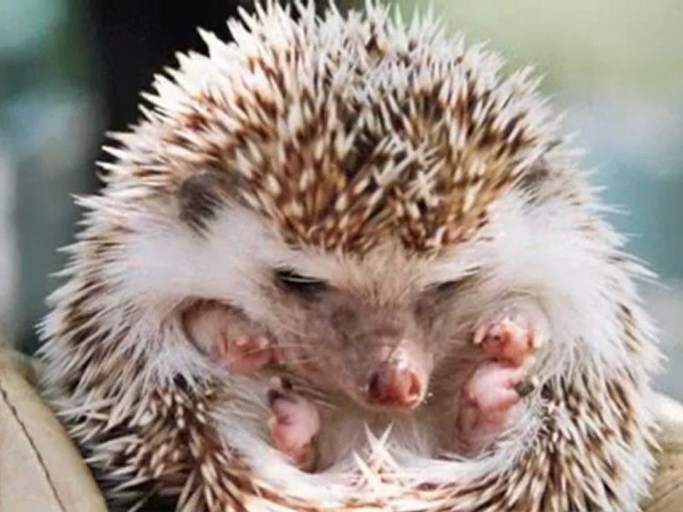 BENEDICTUS - MESSE DE POCHE/POCKET MASS (VIII)