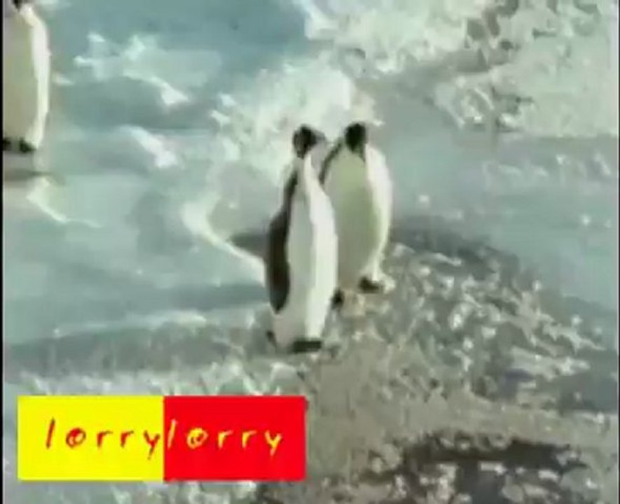 penguin - 1 (8) - Copie.mov