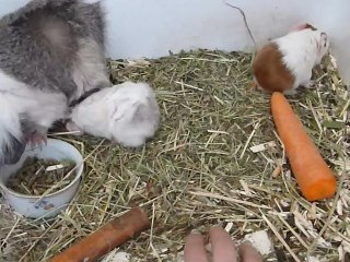 craquotte et ses bébés