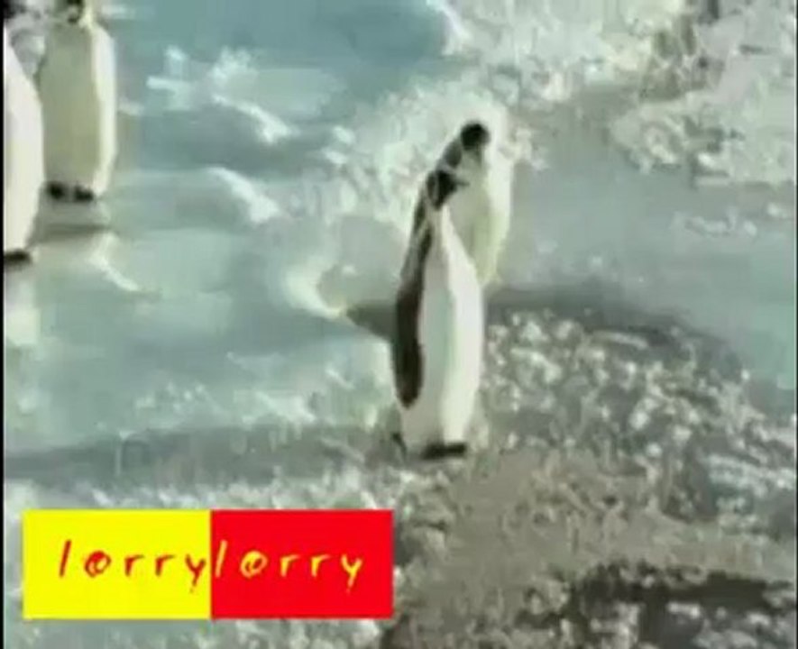 penguin - 1 (4) - Copie.mov