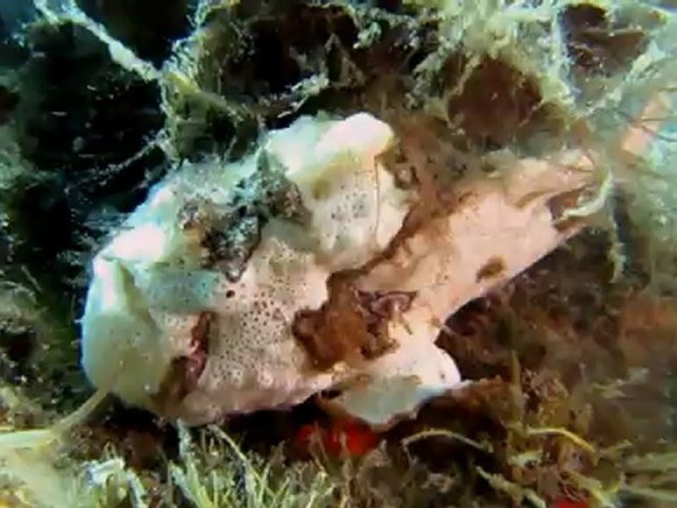 Scuba diving in Dauin - Philippines (Negros Island)