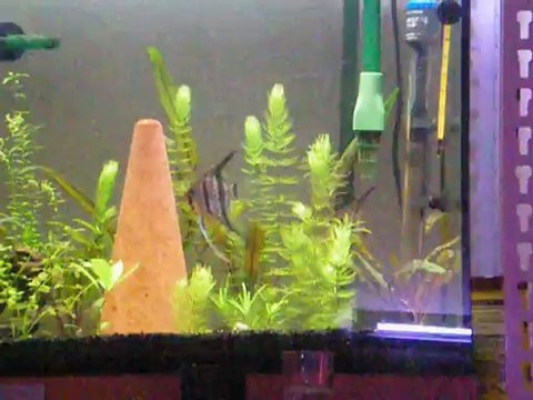 Reproduction scalaires 1, nettoyage