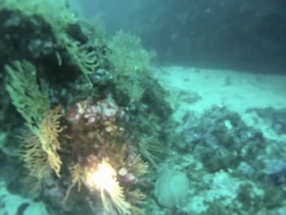 Plongée CSB pointe rouge juin 2012