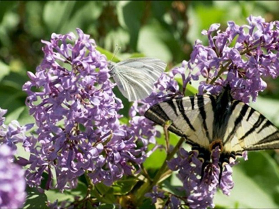 Musa Eroğlu - Bana Medet Senden Olur Efendim