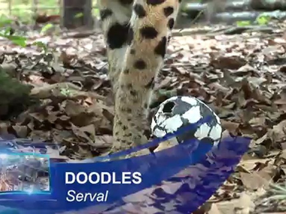 Big Cat SOCCER!