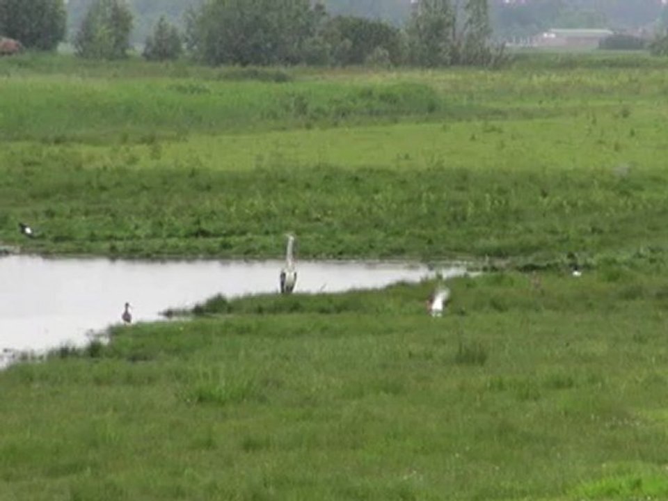 20120606 blauwe reiger