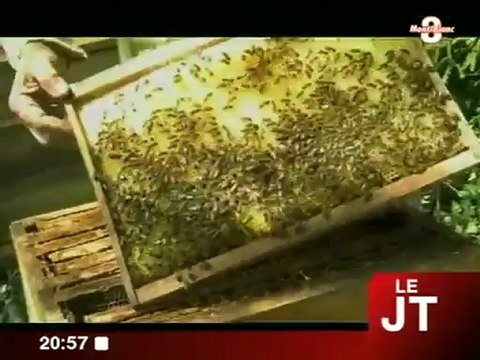 Le mondes des abeilles ... (Annecy)