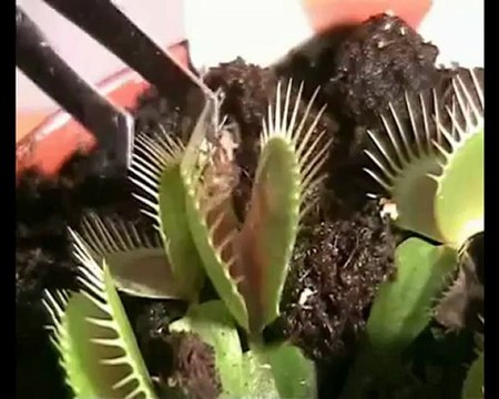 Esham Venus Fly Trap - New Chiptune Rap Album 2012