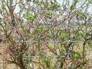 une journee aux amandiers يوم في شجر اللوز