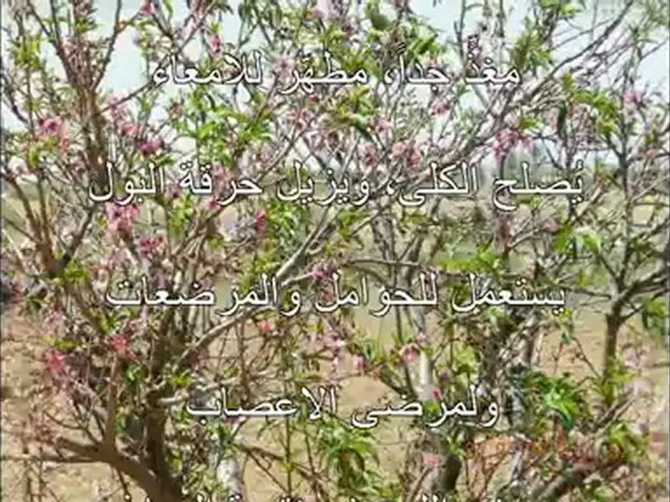 une journee aux amandiers يوم في شجر اللوز