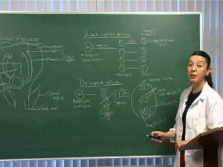 11-Üreme Gelişme 1