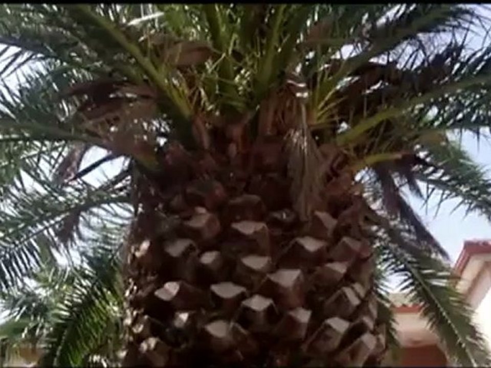 plus belle la connerie