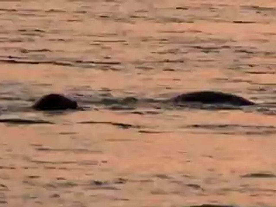Les phoques à Berck Plage (62) Circuit Mai 2012