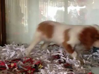 CAVALİER KİNG CHARLES 05333974577