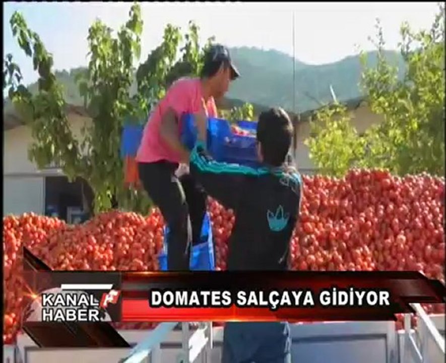 DOMATES SALÇAYA GİDİYOR_KANALF