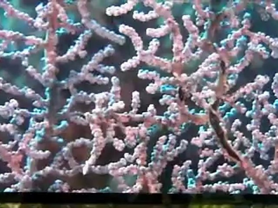 62 Boulogne sur Mer NAUSICAÃ  Mai 2012