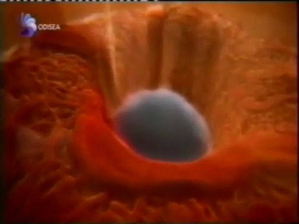 La vision del bebe: Bastoncillos y conos