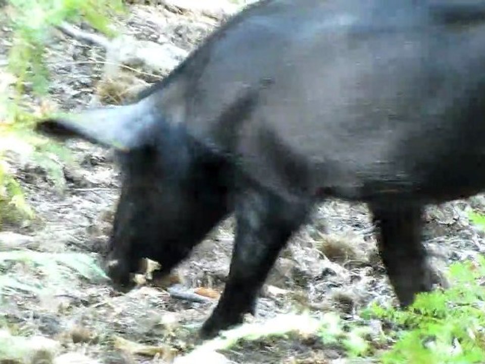 Le cochon sauvage Corse par Mo2