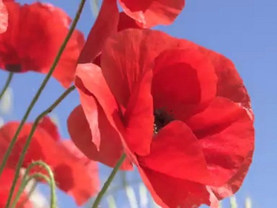 La cave de Montpeyroux