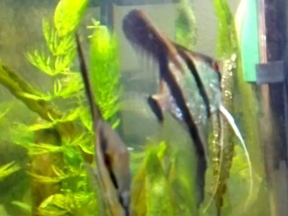 Reproduction scalaires 4, J1