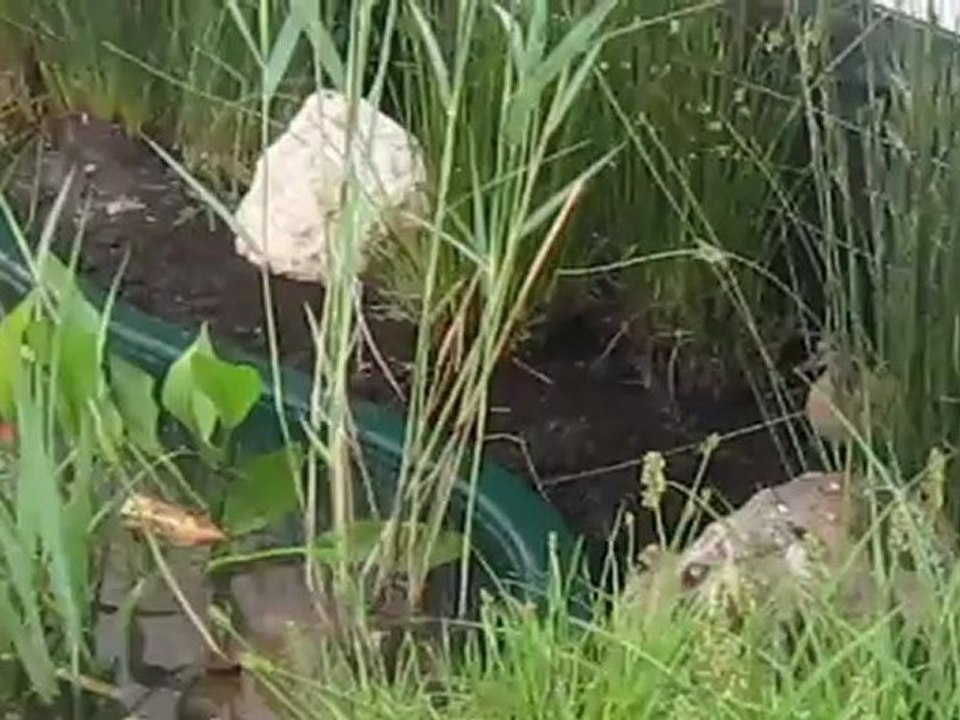 la minimare à maison de la chasse juin 2012 053
