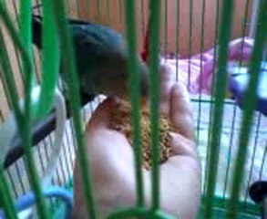 Papağanımız çiko