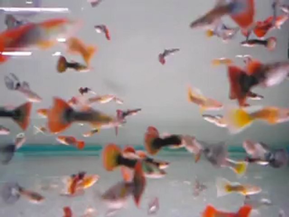 choose your fish!))