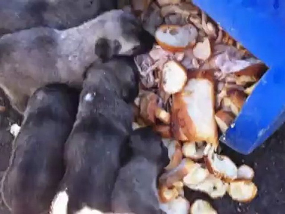 kangal yavrularım2