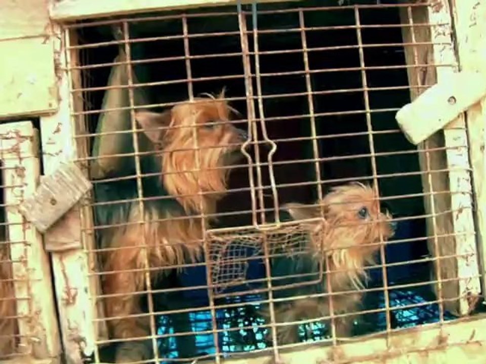 HBO Documentary Films: One Nation Under Dog Trailer