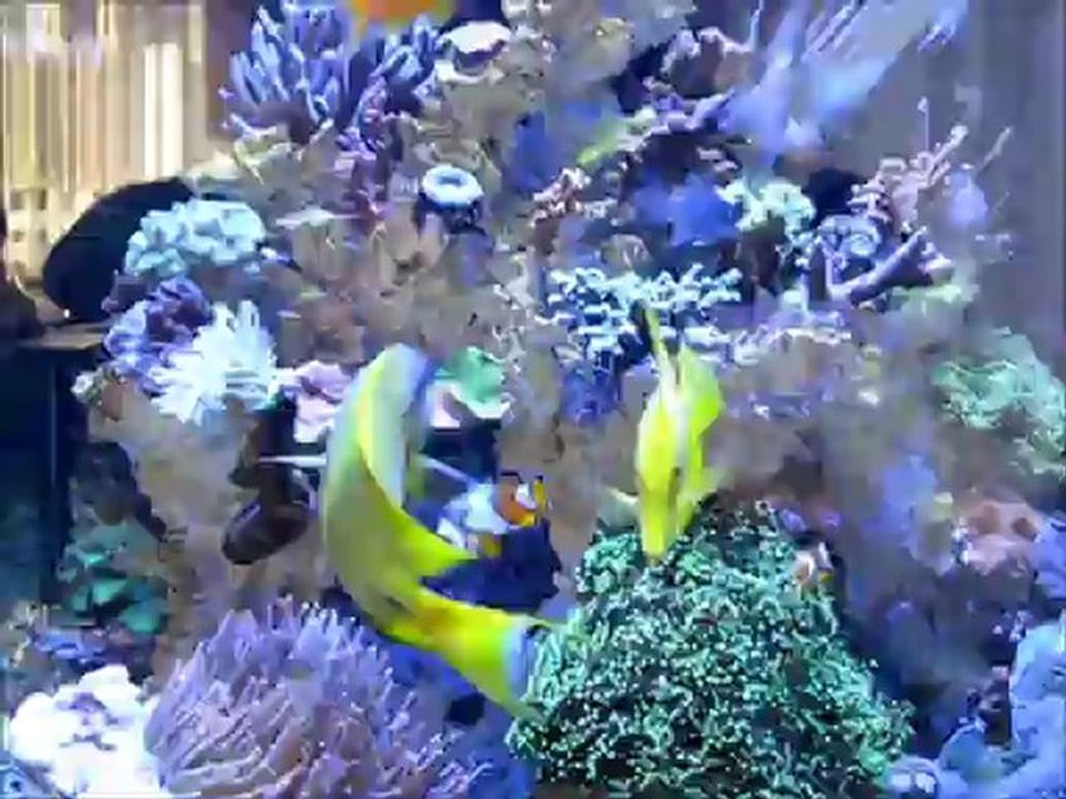 yellow tang akvaryum Portalı