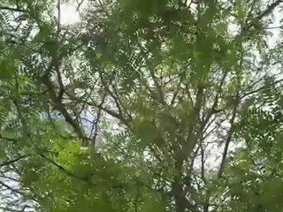 KoRn - Falling to Far (hope for a better tomorrow)